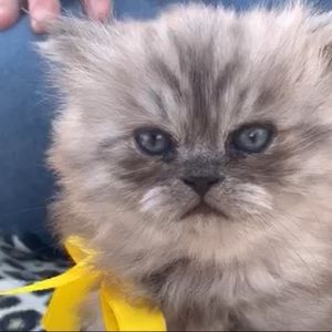 Meet your Posher, Mimi